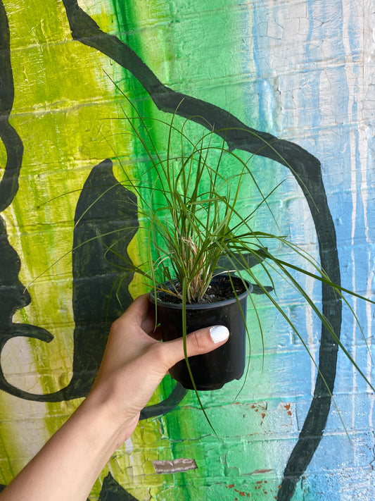 4" Plains Oval Sedge | Carex brevior