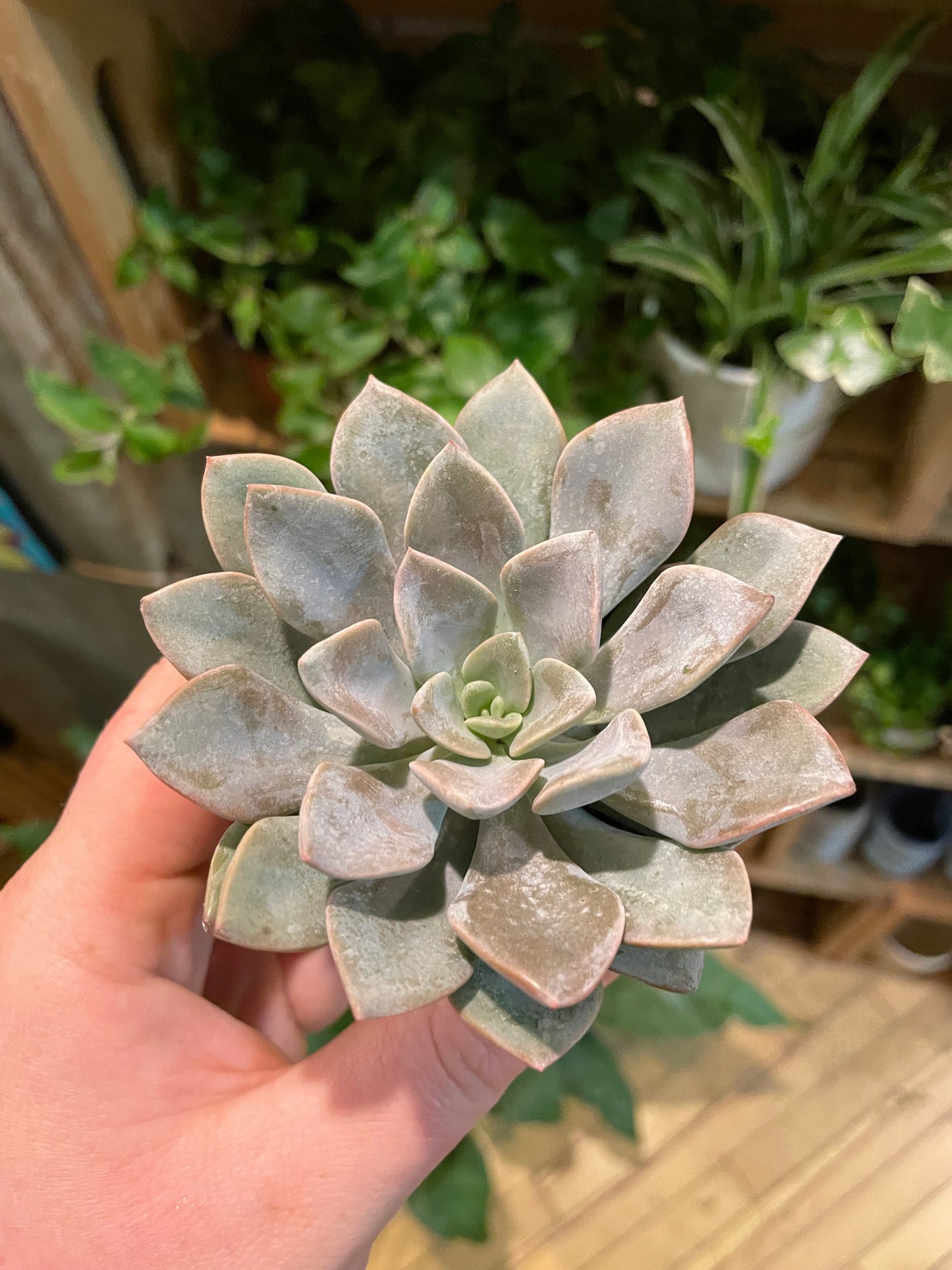 2.5" Echeveria Silver Queen