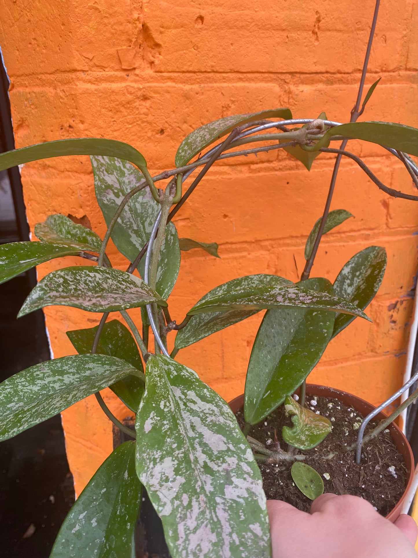 5" Hoya Pubicalyx Royal Hawaiian Purple w/hoop