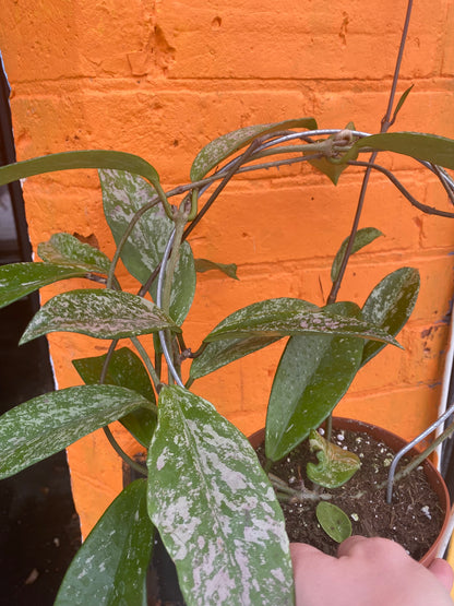 5" Hoya Pubicalyx Royal Hawaiian Purple w/hoop