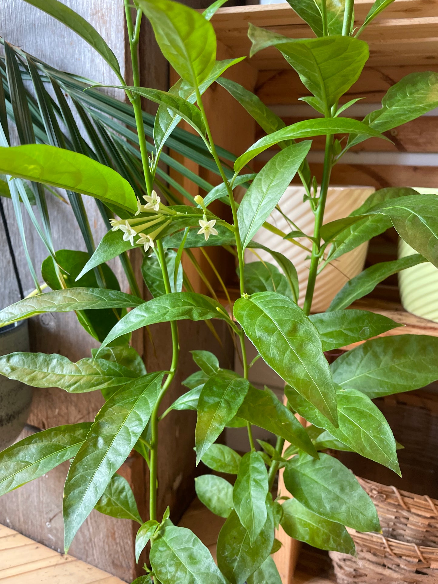 5" Night Blooming Jasmine | Cestrum Nocturnum