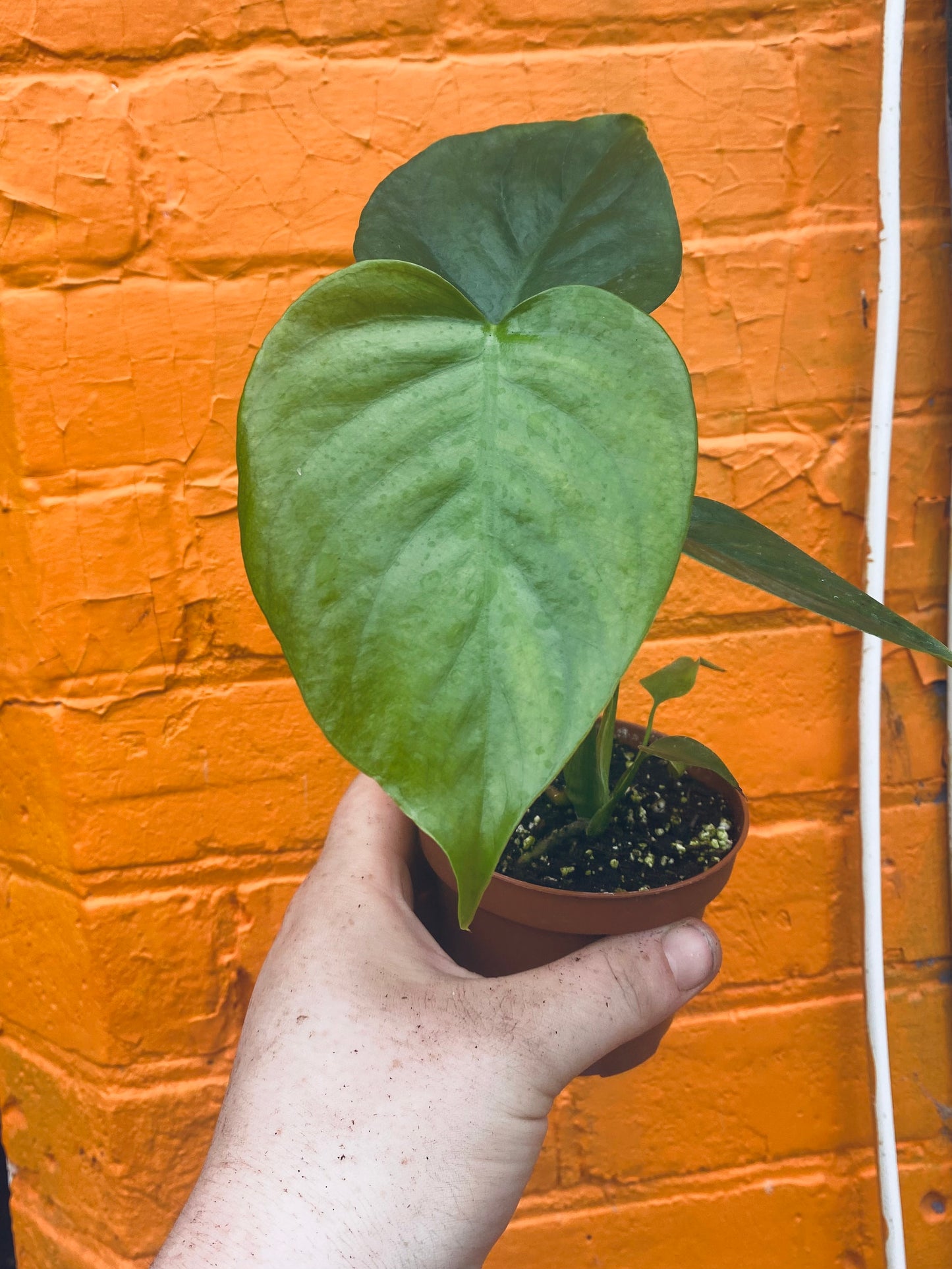 3.5” Monstera Sierrana