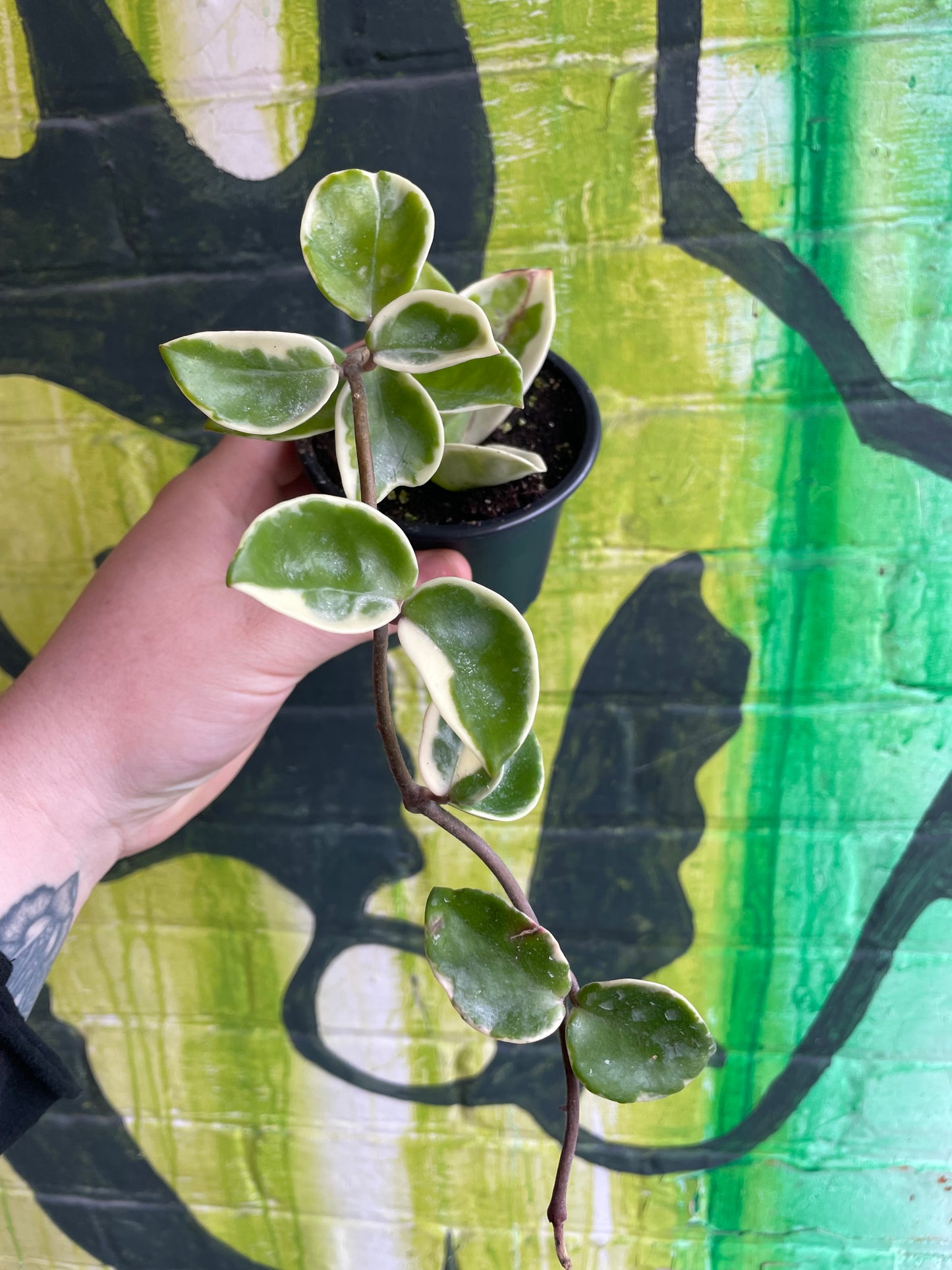 3.5" Hoya Carnosa Chelsea Variegated