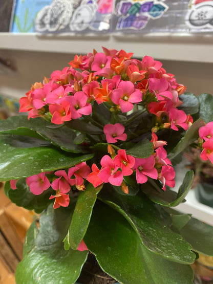 4” Pink Kalanchoe Blossfeldiana