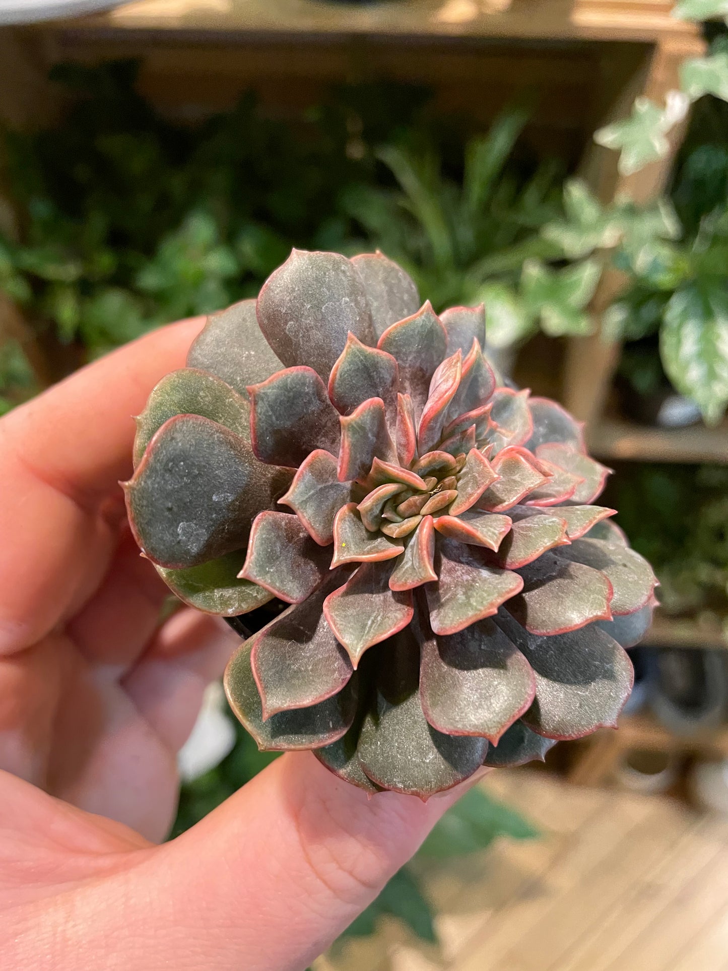 2.5" Crested Echeveria Agavoides Mont