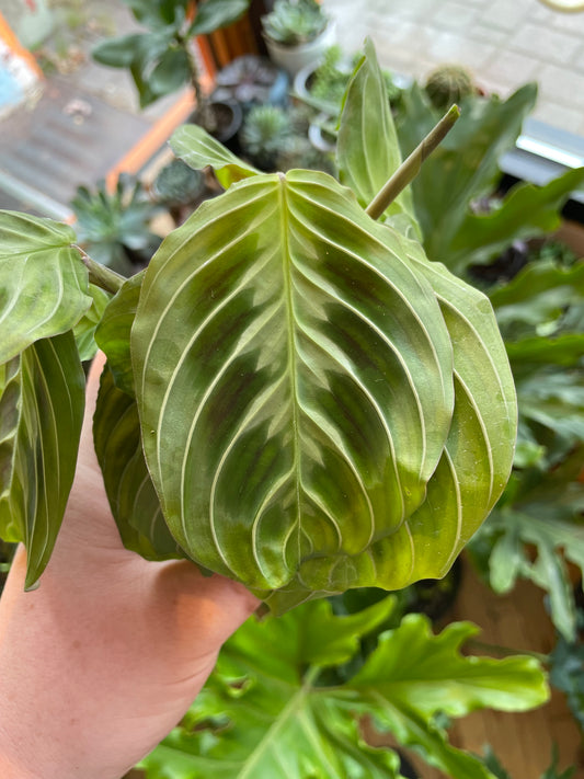 4" Maranta Silver Band | Prayer Plant