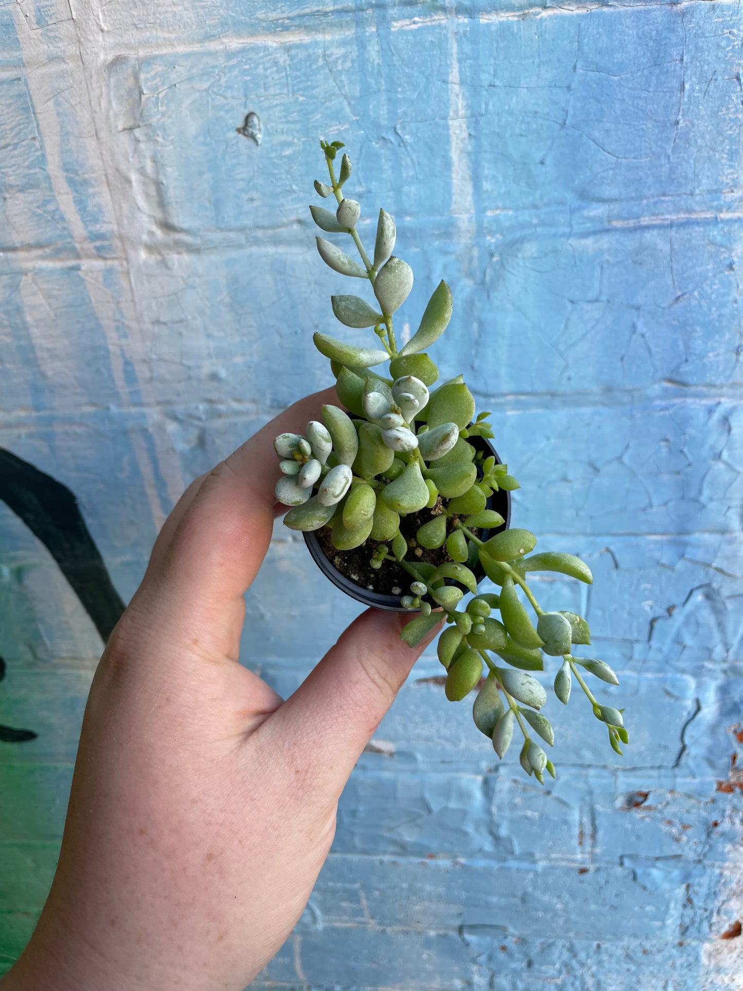 2.5" Cotyledon Pendens