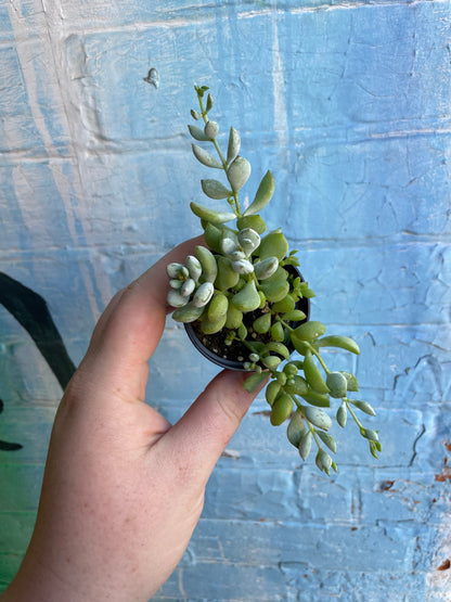 2.5" Cotyledon Pendens