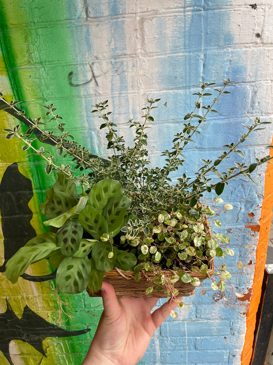 Holiday Plant Basket