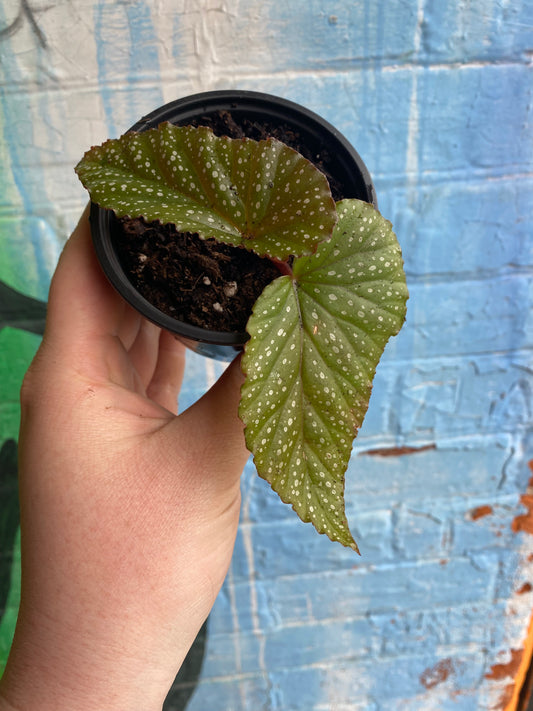 3.5" Begonia leucerna Plantlet