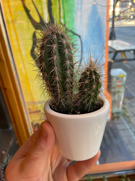 2.5” Echinocereus Cactus