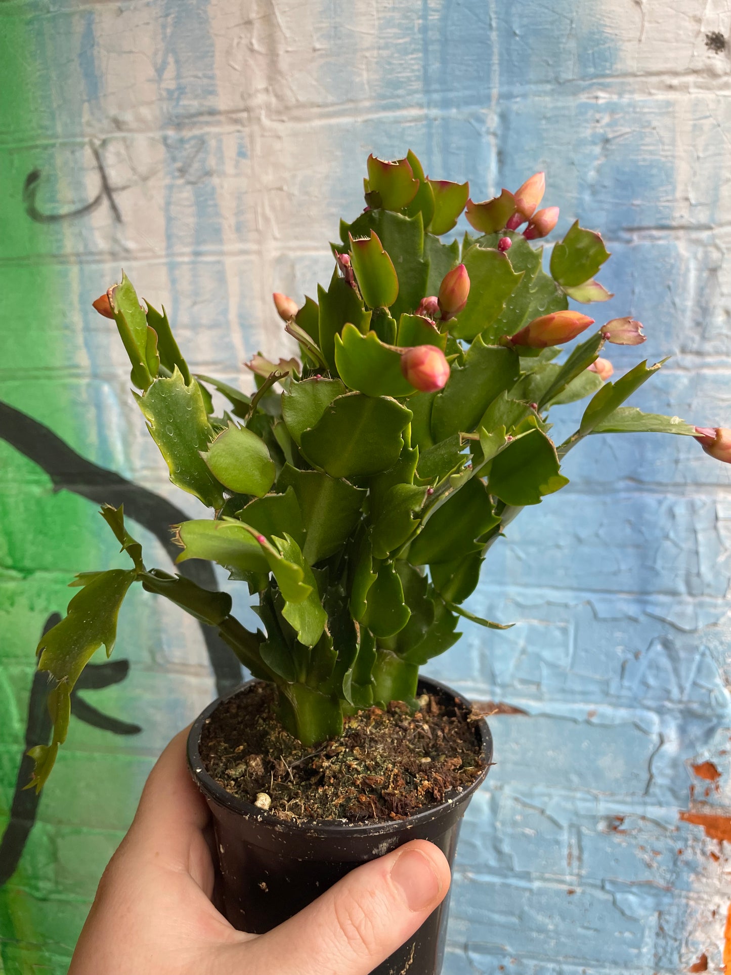 4" Christmas Cactus (Peach)