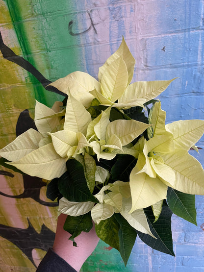 4” White Poinsettia