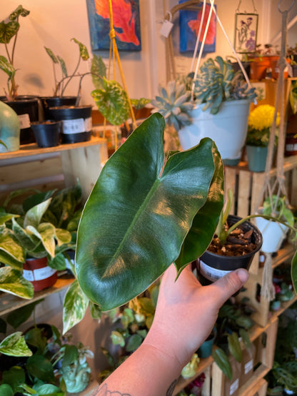 3.5" Philodendron Burle Marx