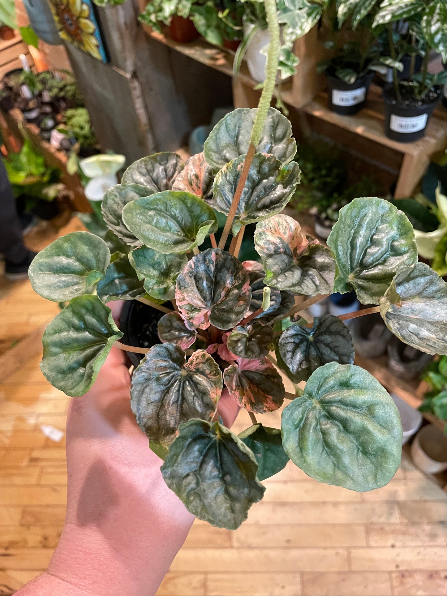 3.5" Peperomia Pink Lady