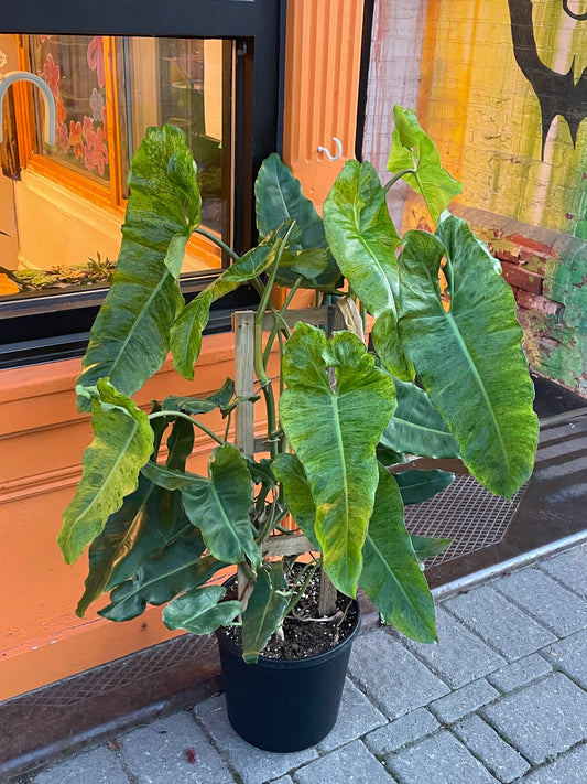 12” Philodendron Paraiso Verde Trellis
