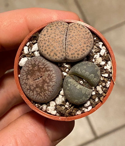 1.5" Lithops | Living Stone