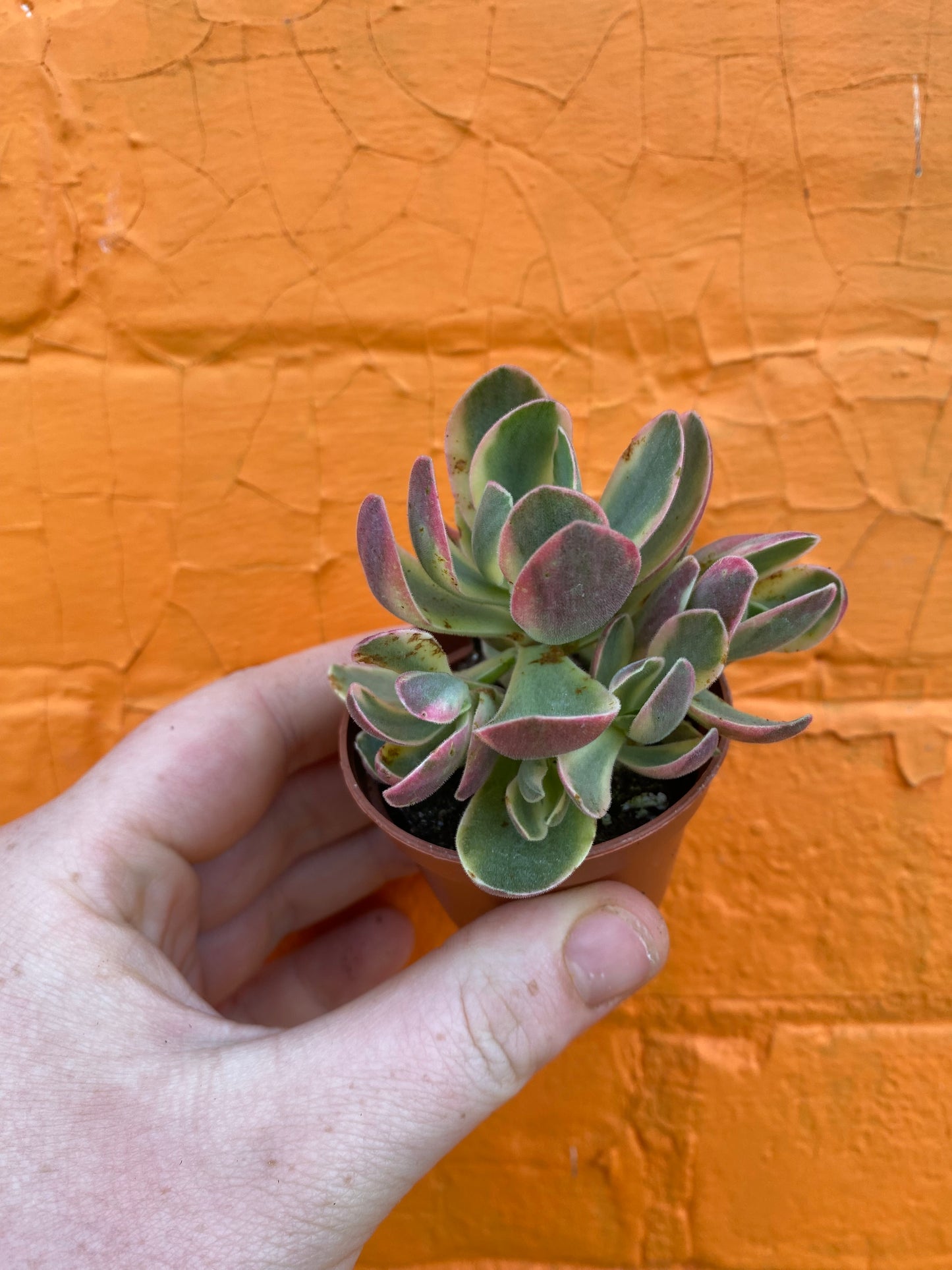 2.5" Crassula Swaziensis Variegata