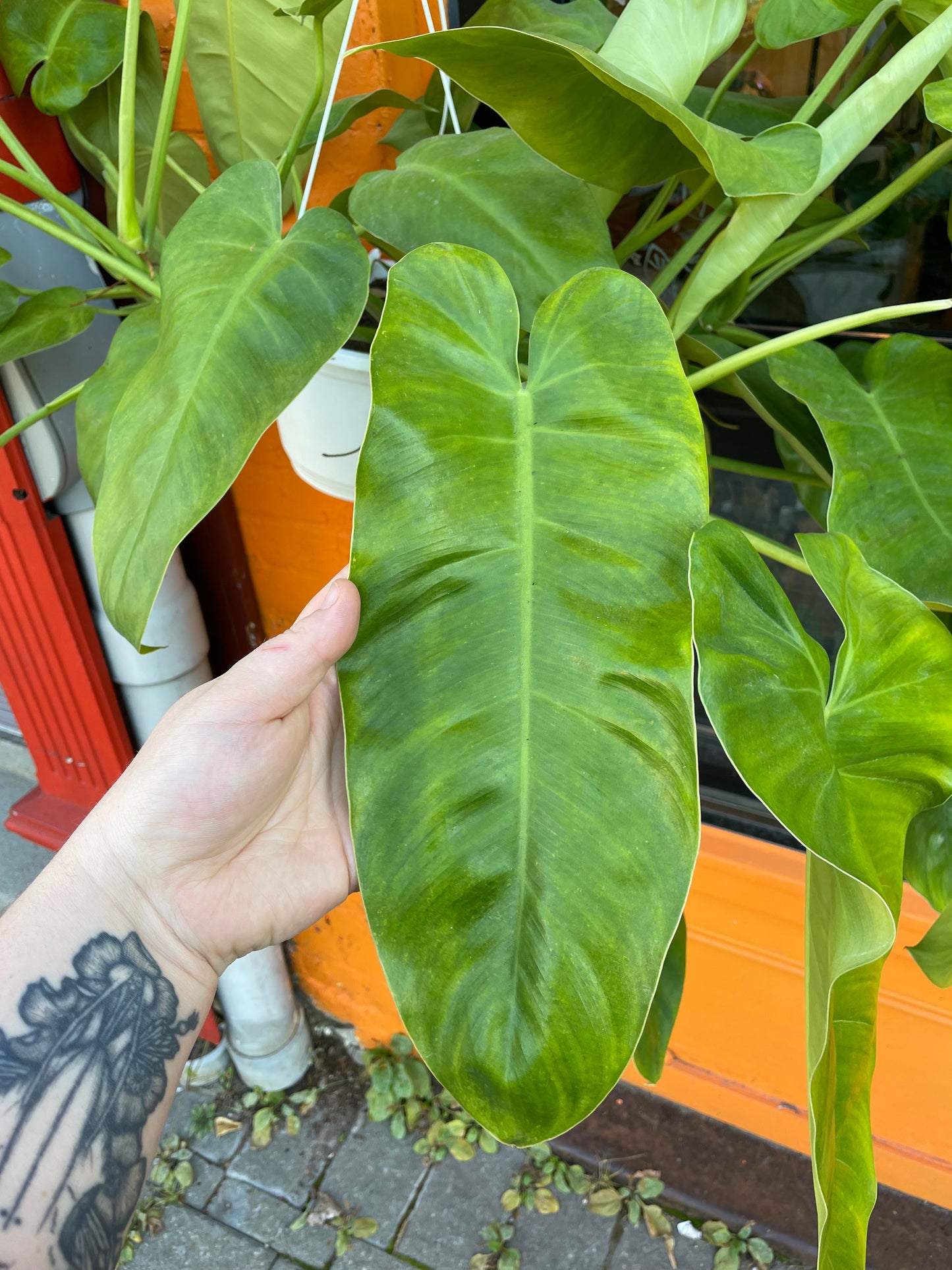 8" Philodendron Jose Buono Hanging Basket