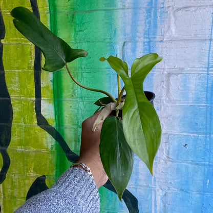 4" Philodendron Glad Hands
