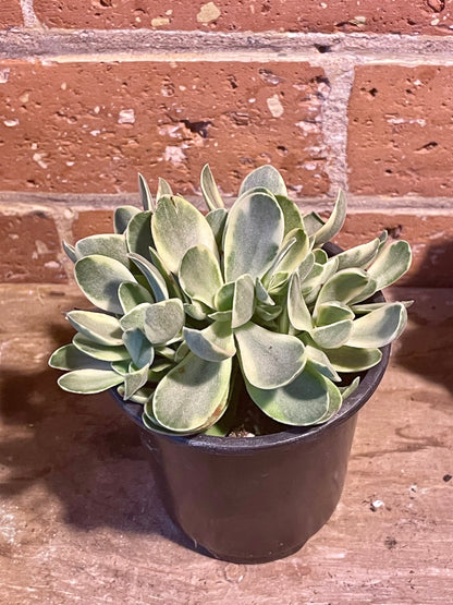 3.5" Crassula Ovata Variegata