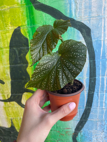 3.5" Begonia leucerna Large