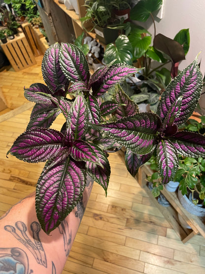 3.5" Persian Shield | Strobilanthes Dyerianus