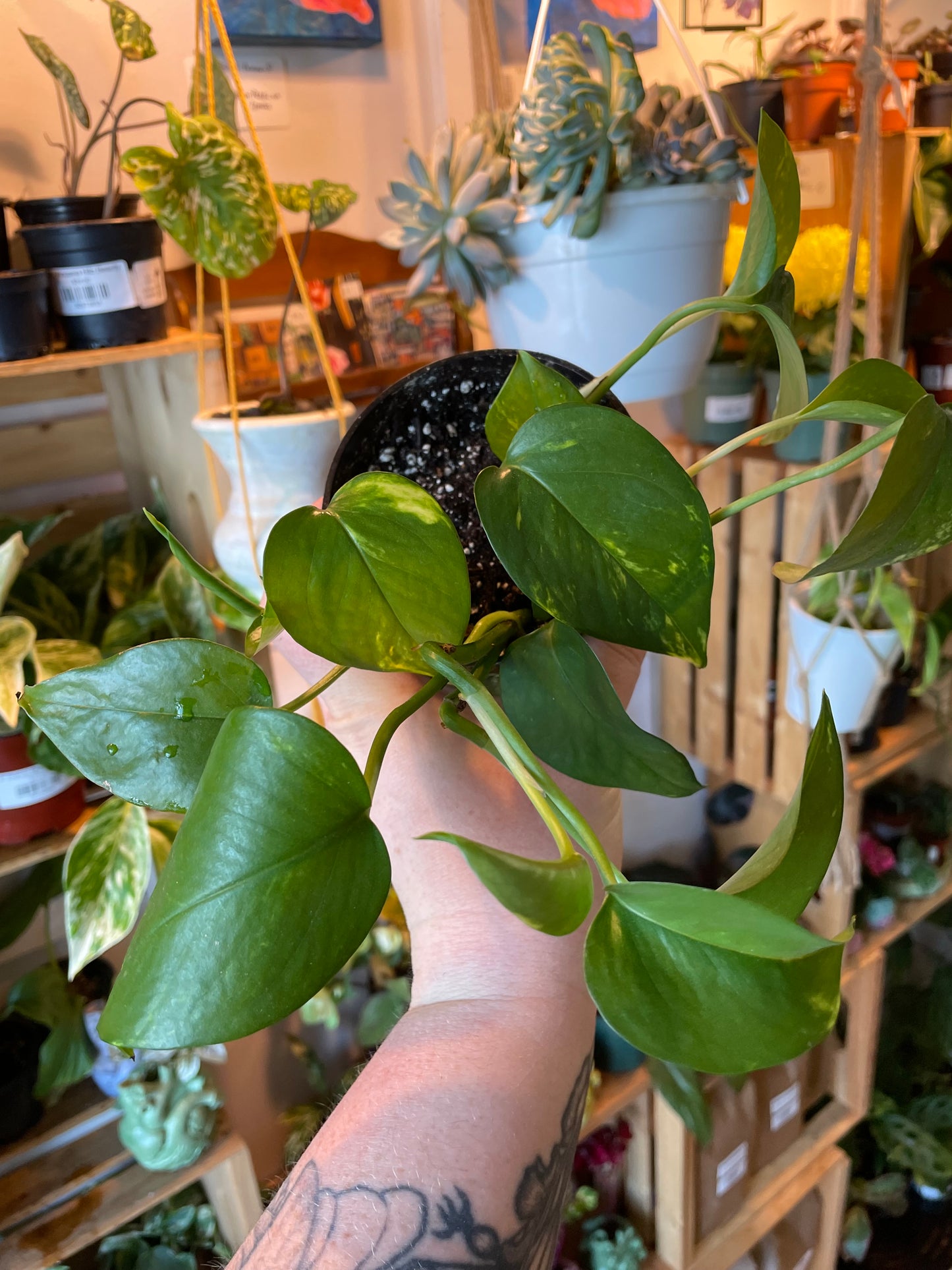 4" Pothos Golden