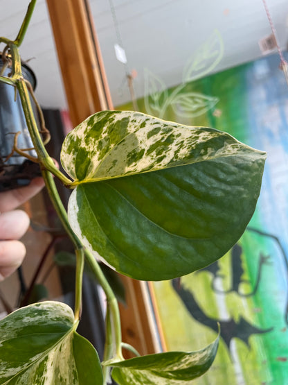 3.5" Pothos Marble Queen