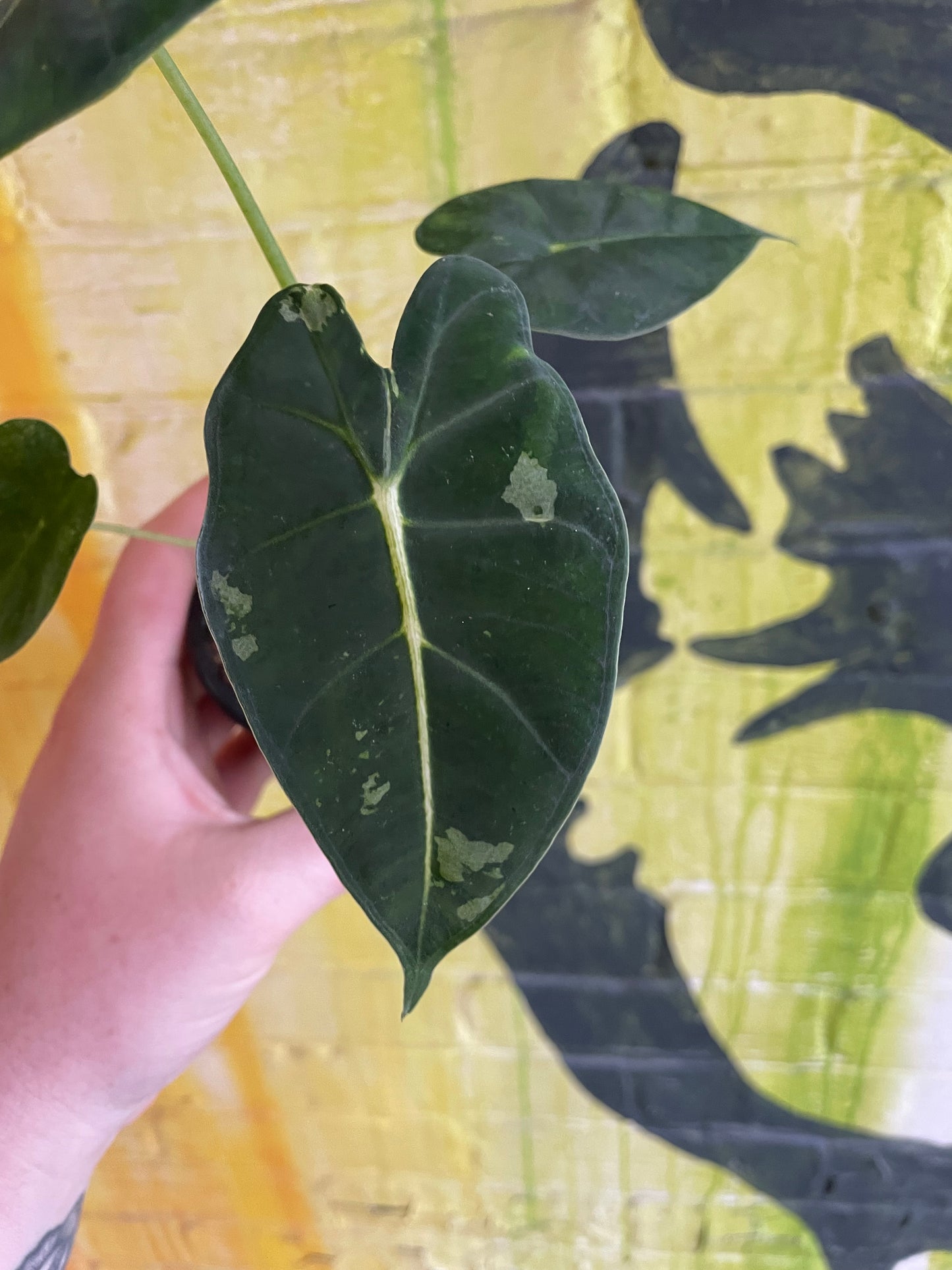 3.5" Alocasia Frydek Sport Variegation