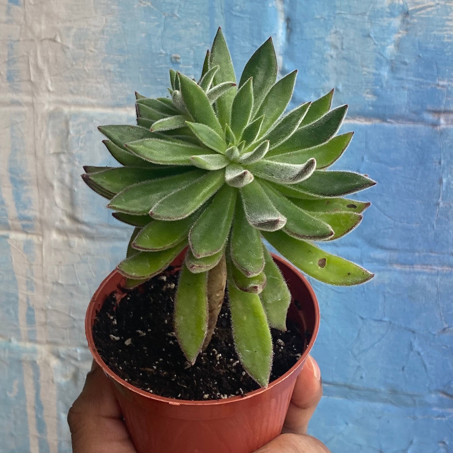 3.5" Echeveria Harmsii