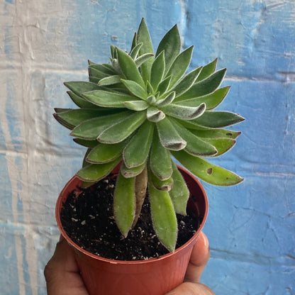 3.5" Echeveria Harmsii