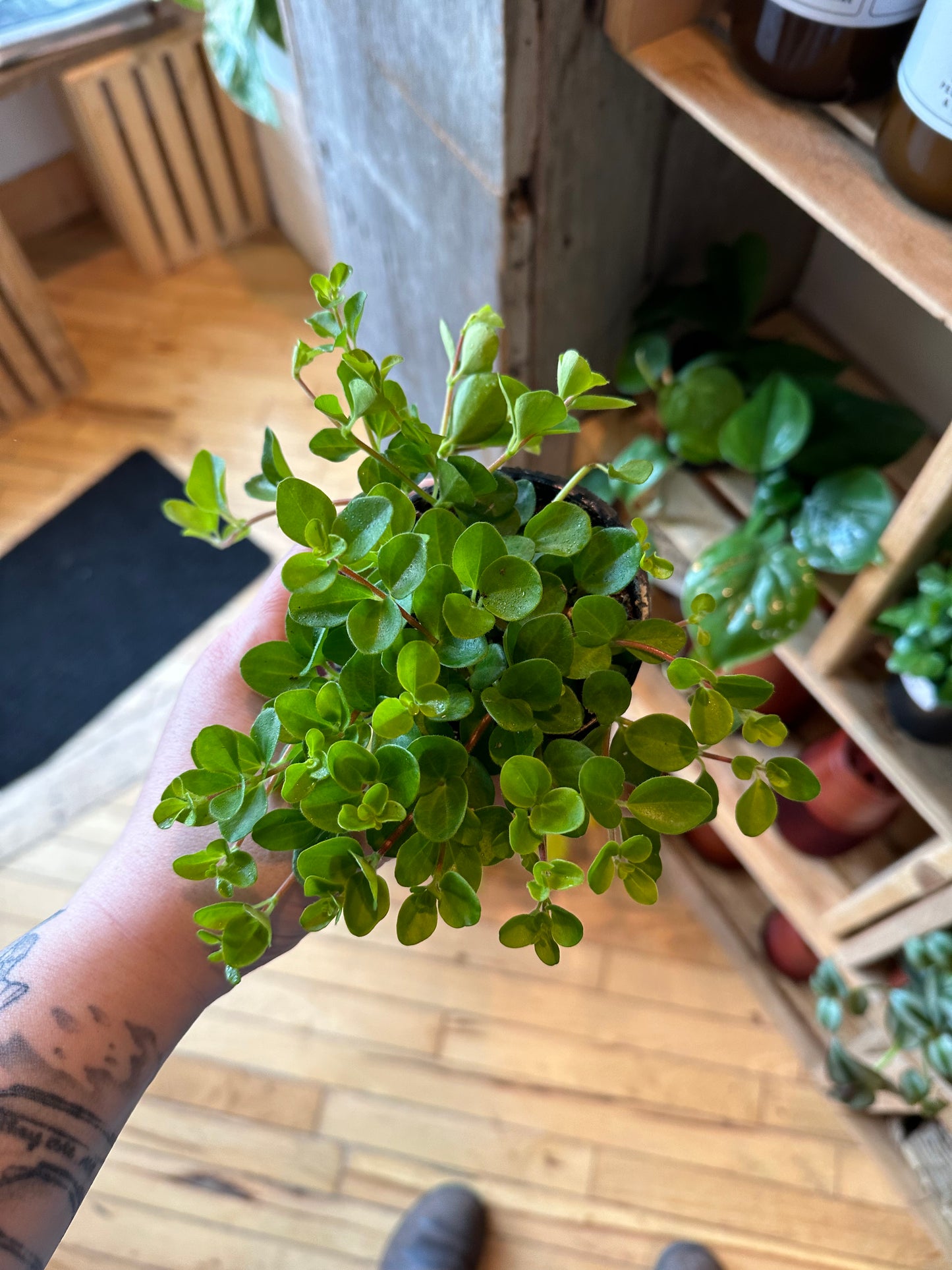 3.5" Peperomia Rotundifolia