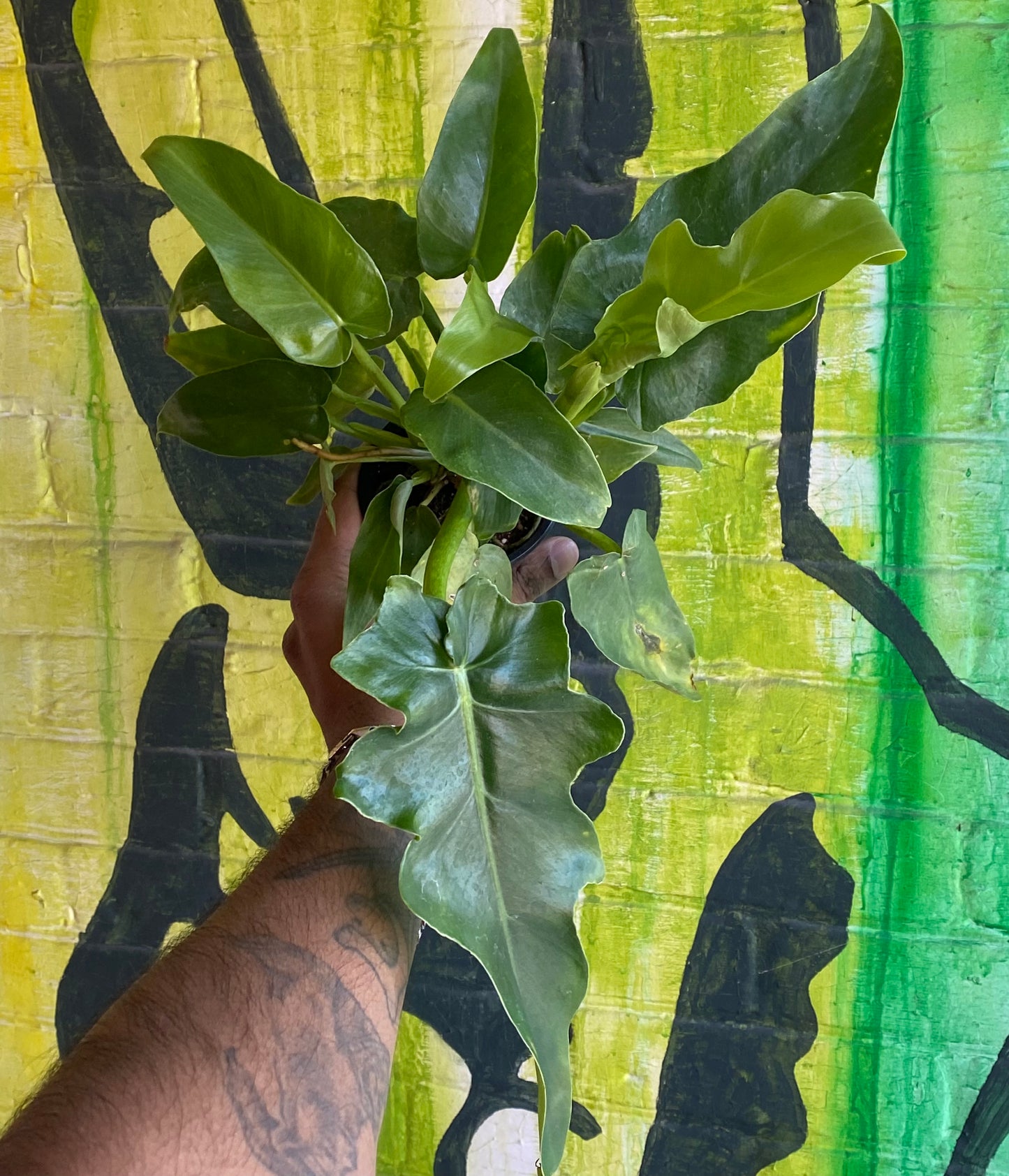 4" Philodendron Bob Cee