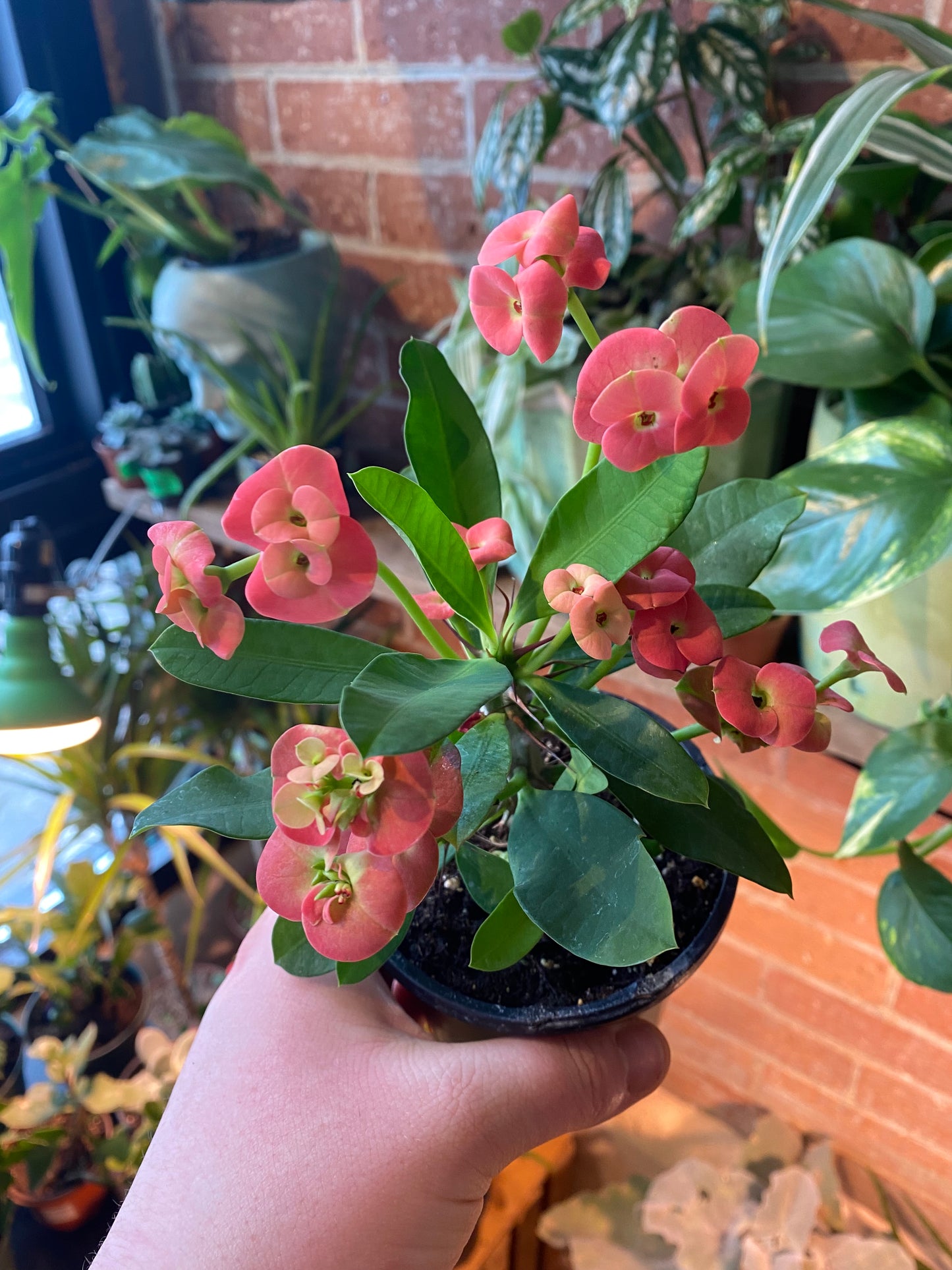 4” Euphorbia x Lomi| Crown of Thorns