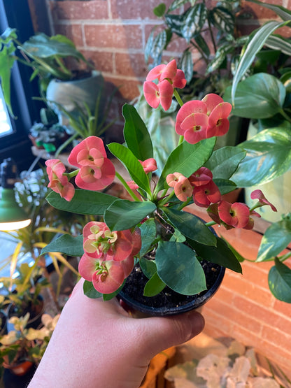 4” Euphorbia x Lomi| Crown of Thorns
