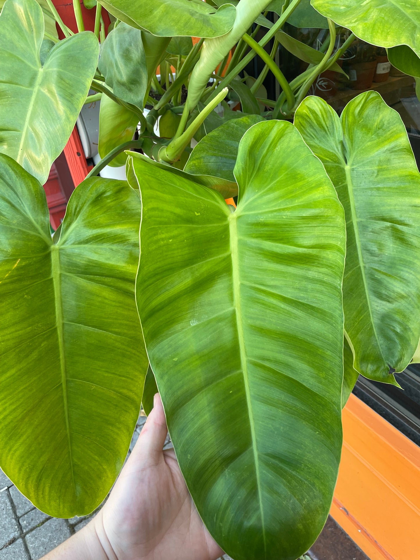 8" Philodendron Jose Buono Hanging Basket