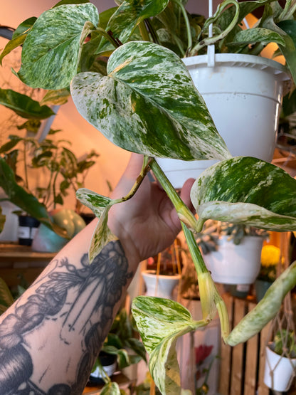 8" Pothos Marble Queen Hanging Basket