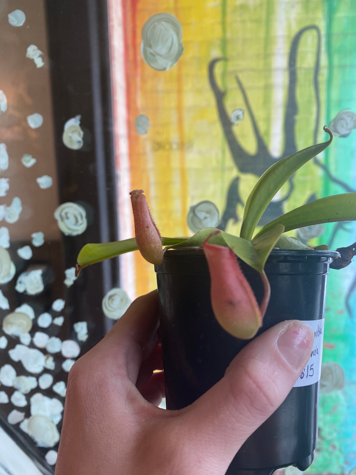 3.5" Nepenthes Miranda| Pitcher Plant