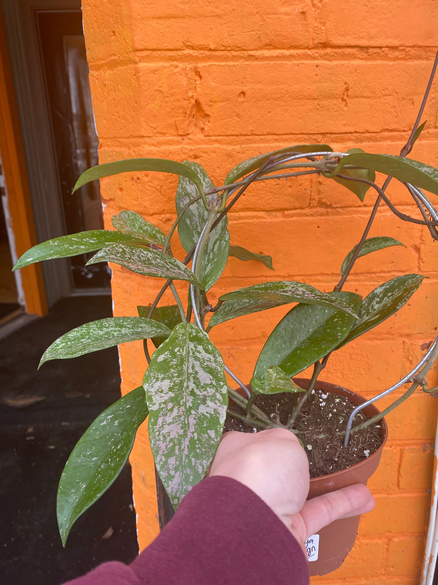 5" Hoya Pubicalyx Royal Hawaiian Purple w/hoop