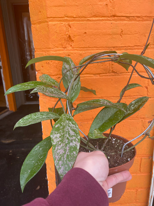 5" Hoya Pubicalyx Royal Hawaiian Purple w/hoop