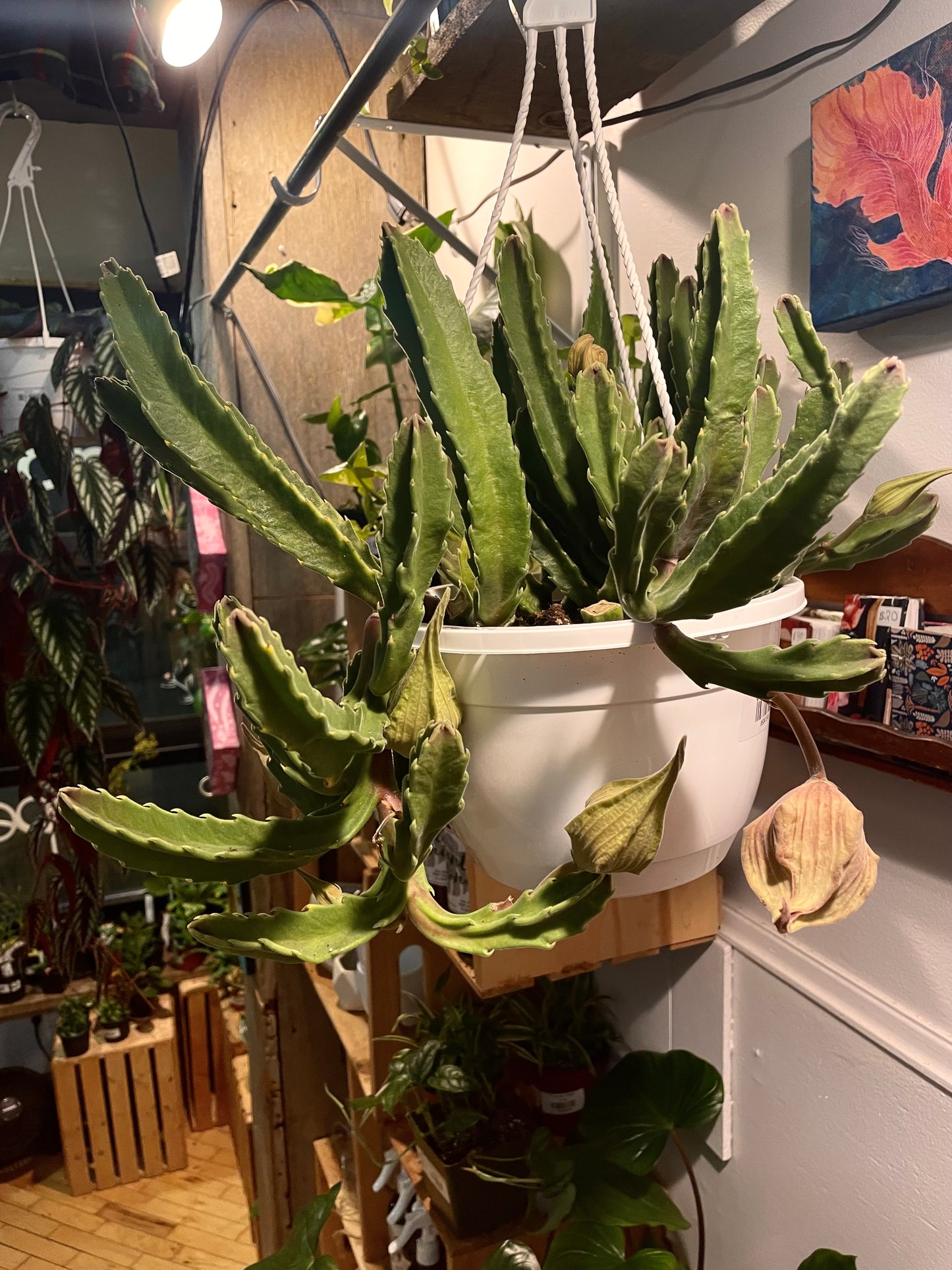 8” Stapelia Hirsuta Hanging Basket