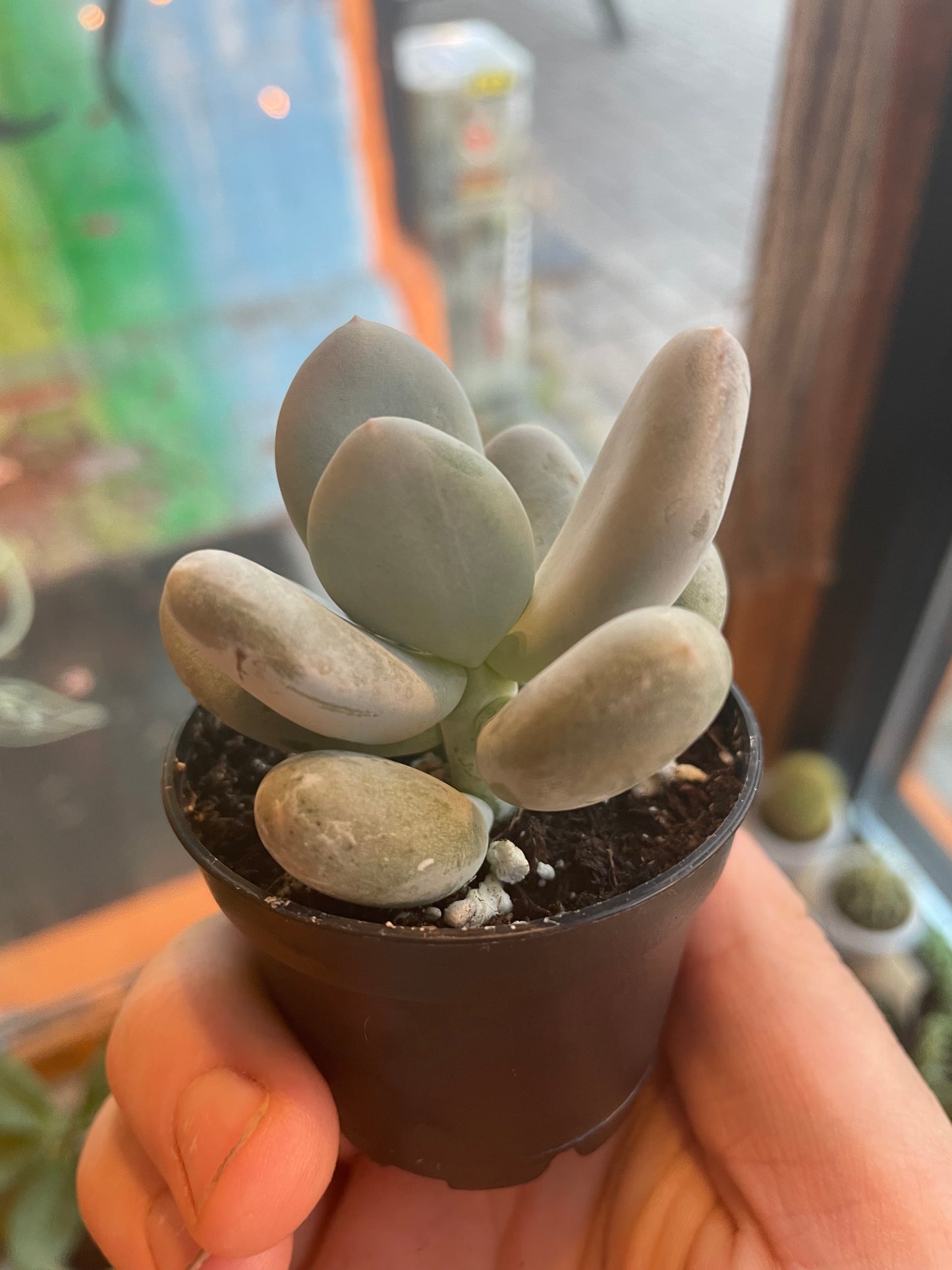 2.5” Pachyphytum Oviferum