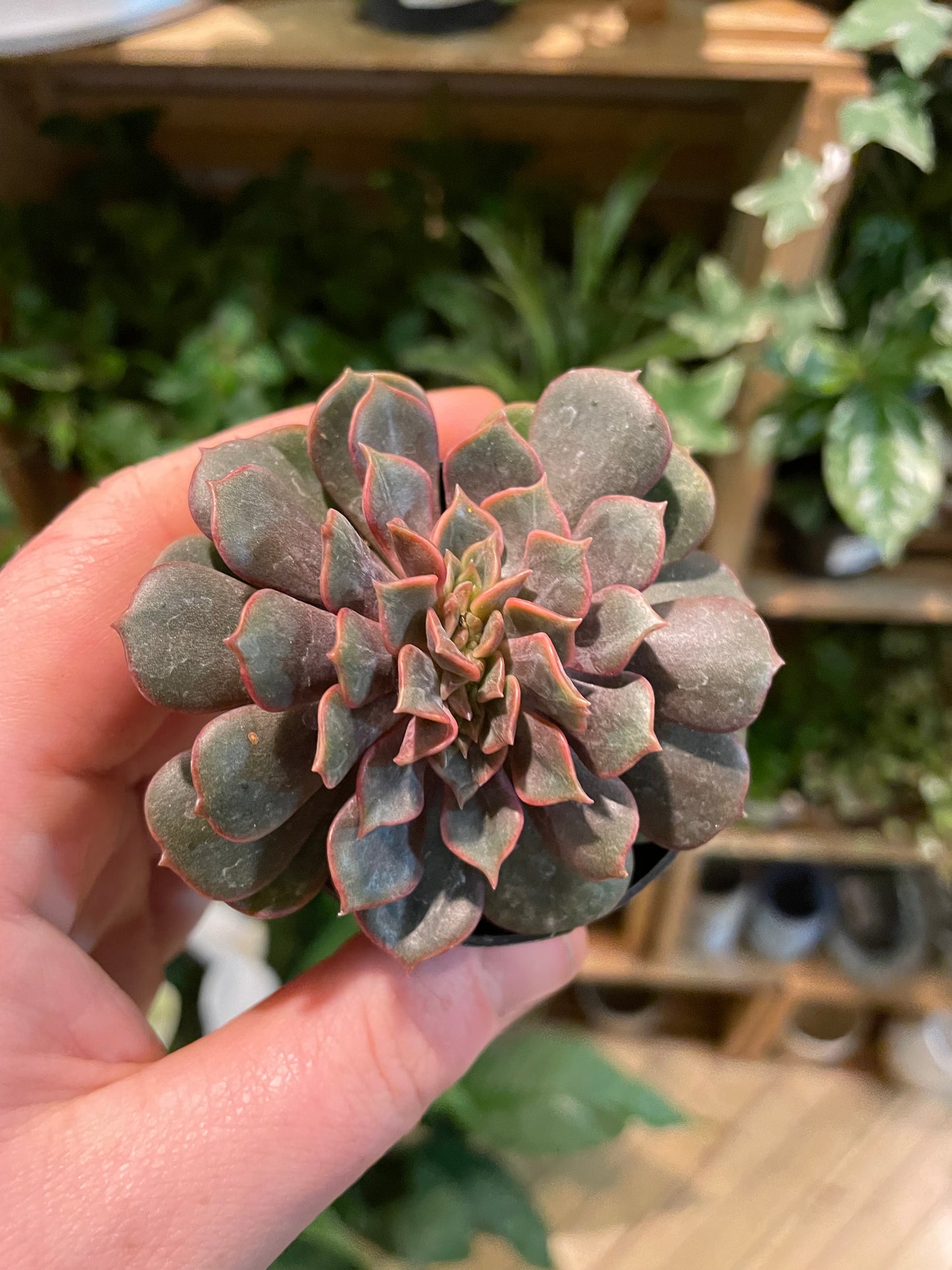 2.5" Crested Echeveria Agavoides Mont