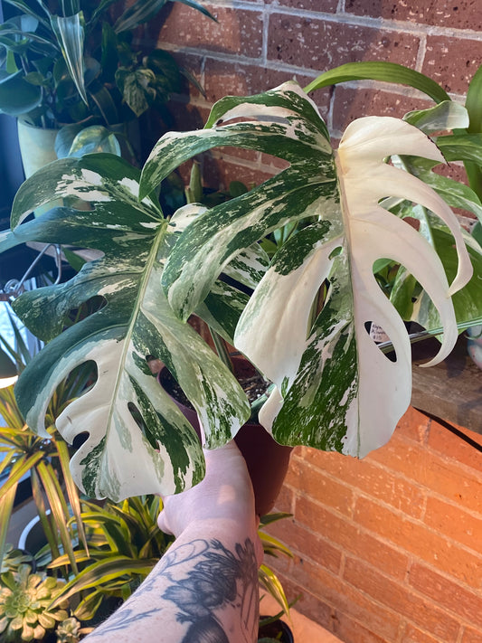 6" Monstera Deliciosa Albo