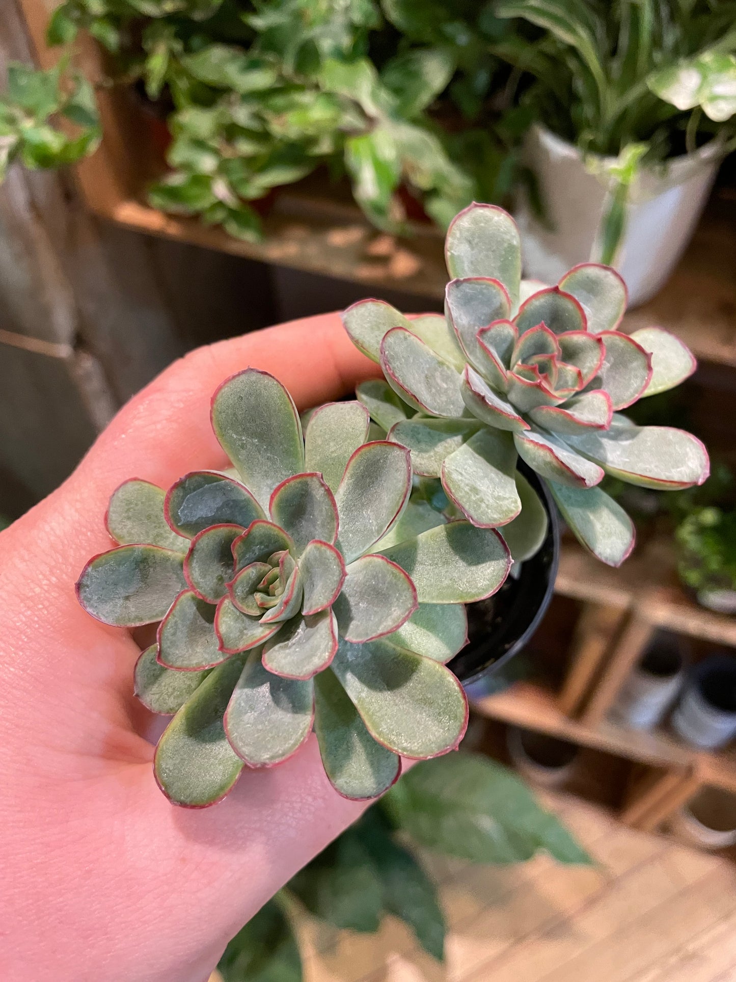 2.5" Echeveria Pulidonis