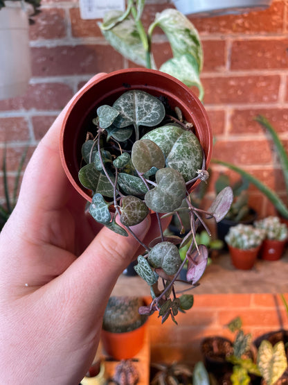 3" String Of Hearts | Ceropegia Woodii