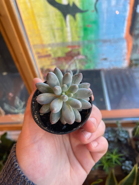 2.5” Pachyphytum Machucae