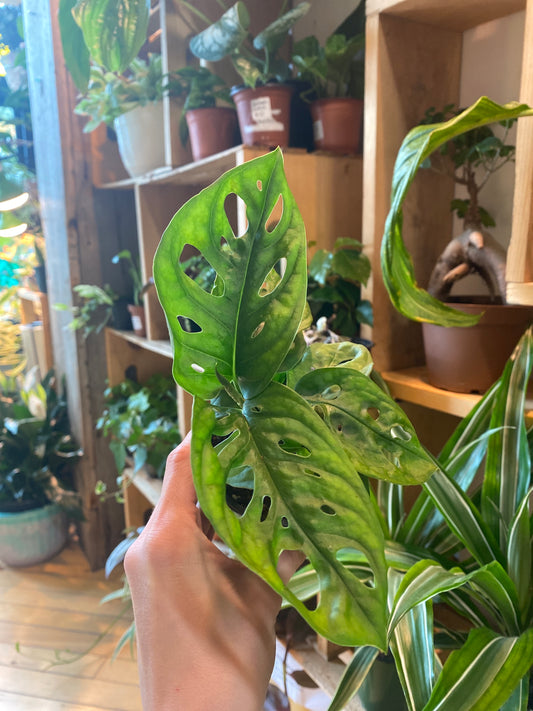 3.5” Monstera Adansonii