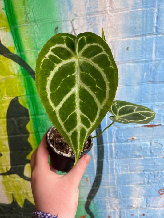 3.5” Anthurium Dorayaki x Magnificum